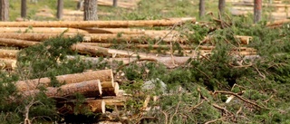 Rekordmycket skog ska avverkas
