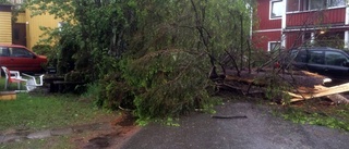 Träd föll över bil – fyra till sjukhus