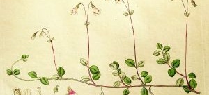 Konstens hyllning till Linné och till blommorna