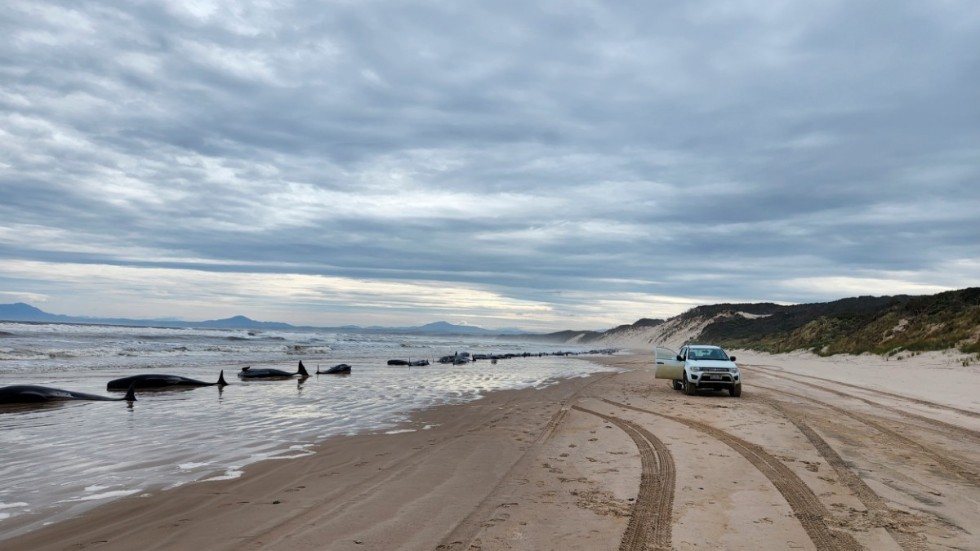 Omkring 200 grindvalar har dött på en strand i Tasmanien, Australien. Bild från onsdagen.