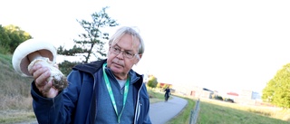 Linköpingsbon Rolands enorma fynd i kohagen – hittade en jättesvamp • Experten: Kan ha fått storhetsvansinne