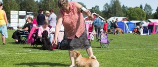 Årets stora hundfest