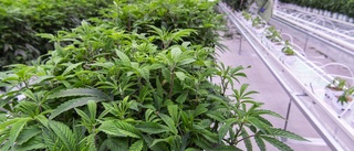 Gotland perfekt testområde för legalisering av cannabis