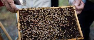 Bladlössen räddade honungsproduktionen