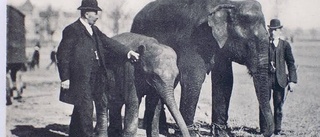 Elefanten Topsy har sin historia