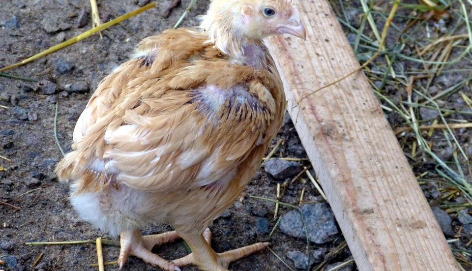 När kycklingarna kommer till Storgården är de en dag gamla och väger 35 gram. När de 70 dagar senare slaktas väger de omkring 2,4 kilo. Här är en kyckling som är cirka fyra veckor gammal. Foto: Leif Larsson