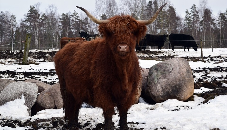 En av gårdens nötdjur av rasen Highland Cattle. Foto: Morgan Karlsson