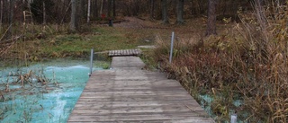 Massiv algblomning i Kvännarsjön