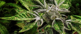 Polisen hittade cannabisplantor