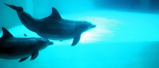 Delfiner ska räddas från drunkning