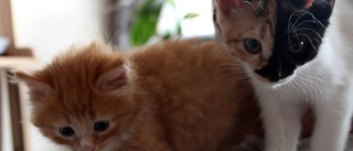 TV: De räddar oönskade kattungar