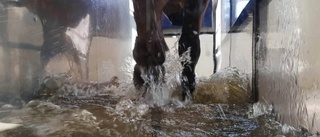 Vattengympa bra även för hästar