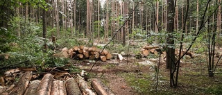 Nu tvingas kommunen fälla träd i Rydsskogen