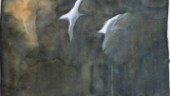 Klöörs svanporträtt förgyller naturavsnitt