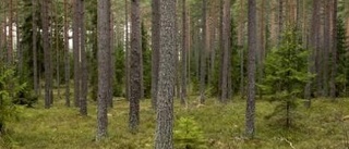 Skogsfastigheter lockar fler i höst