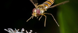 Så kan pollinerare räddas