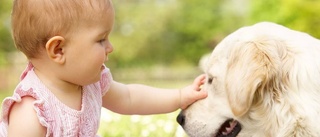 Lägre risk för barnastma med hundtik i hemmet