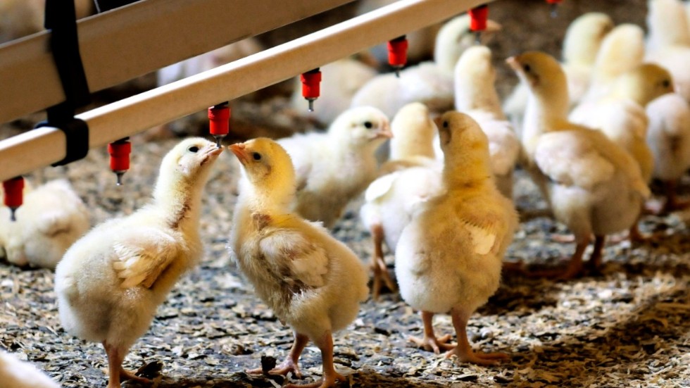 Se realistiskt på krissituationen i Europa och trygga Sveriges matproduktion där svensk kyckling utgör en viktig del. 