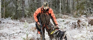 På jakt med guldhund i Vitådalen