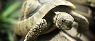 Sköldpaddor hittades utomhus
