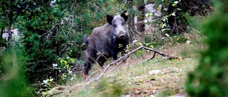 Höga cesiumhalter i vildsvin