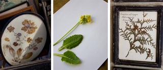 Spara sommaren - gör ditt eget herbarium