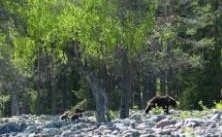 Jägareförbundet vill förändra björnjakten