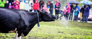 Norrmejerier hotas av kostnadsökningar