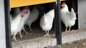 Beslutet: Riskområdet för fågelinfluensa hävs