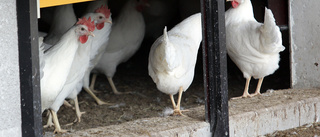 Beslutet: Riskområdet för fågelinfluensa hävs