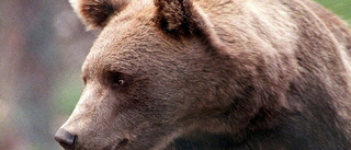 Rasande björn bet jägare i ryggen