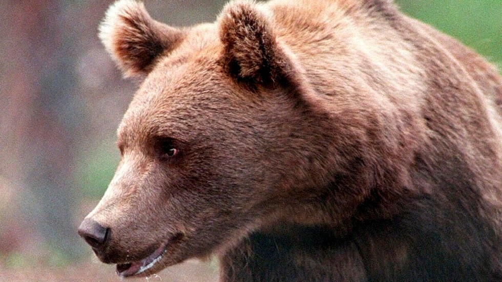 Jägaren klarade björnattacken utan större skador. Arkivbild.
