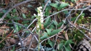 Rödlistad orkidé kan hota jättesatsningen vid Ankarsrum • Lokalt parti: "Fel att avverka så mycket skog och spränga i berg"