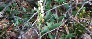 Rödlistad orkidé kan hota jättesatsningen vid Ankarsrum • Lokalt parti: "Fel att avverka så mycket skog och spränga i berg"