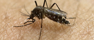 Bakterie biter på tropiskt myggvirus