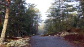 Kommunen gallrar skog i Loftahammar