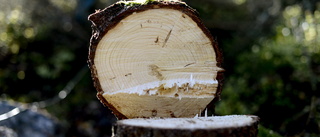 Överumsbo åtalas för nedsågade träd 