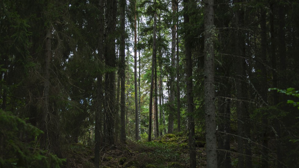 EU-kommissionen vill lägga sig i hur mycket skog som avverkas i Sverige och Finland.