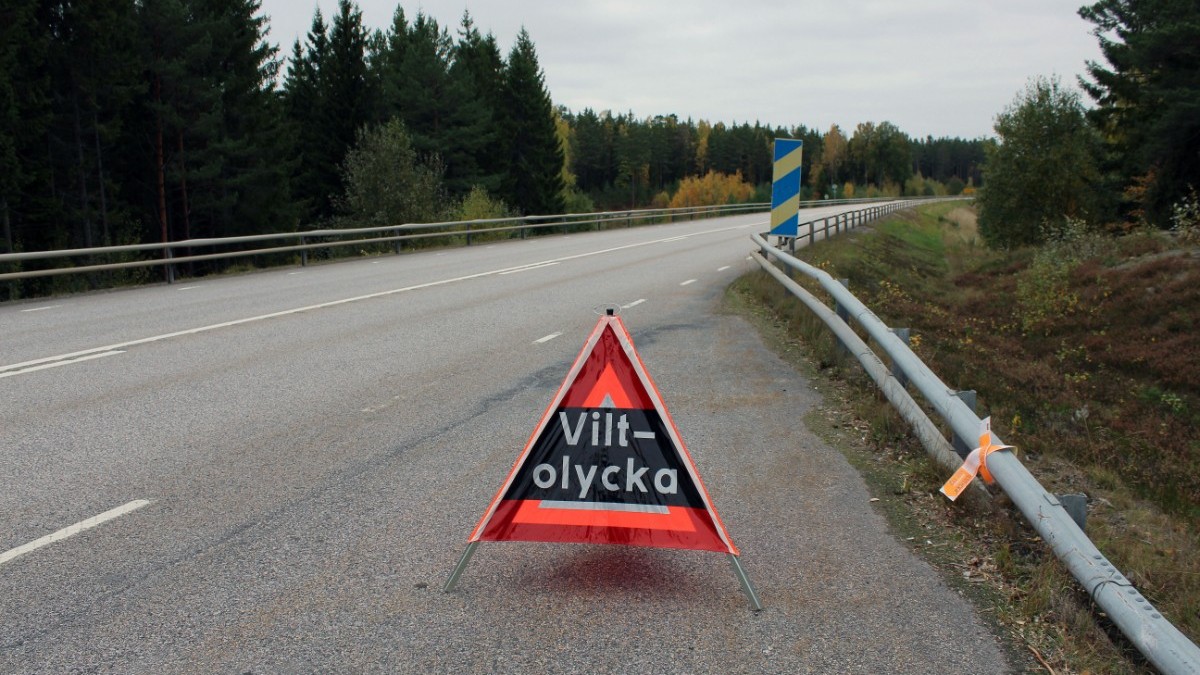 Påkörd dovhjort sprang sin väg