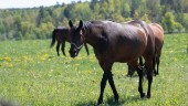 Svenskt vaccin på gång mot fruktad hästsjukdom