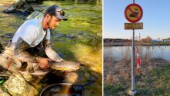 De ska främja fisket i Torshällaån: "Vi kommer att införa fiskekort"