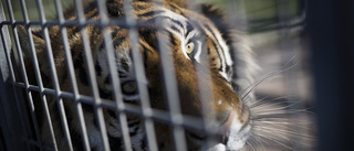 Tänk om du själv var ett djur i bur – stoppa alla plågsamma djurförsök