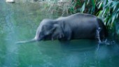 Åska dödade 18 indiska elefanter ‒ eller?