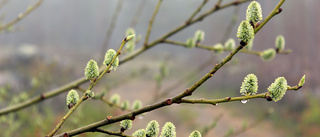 Spirande knoppar på berget    