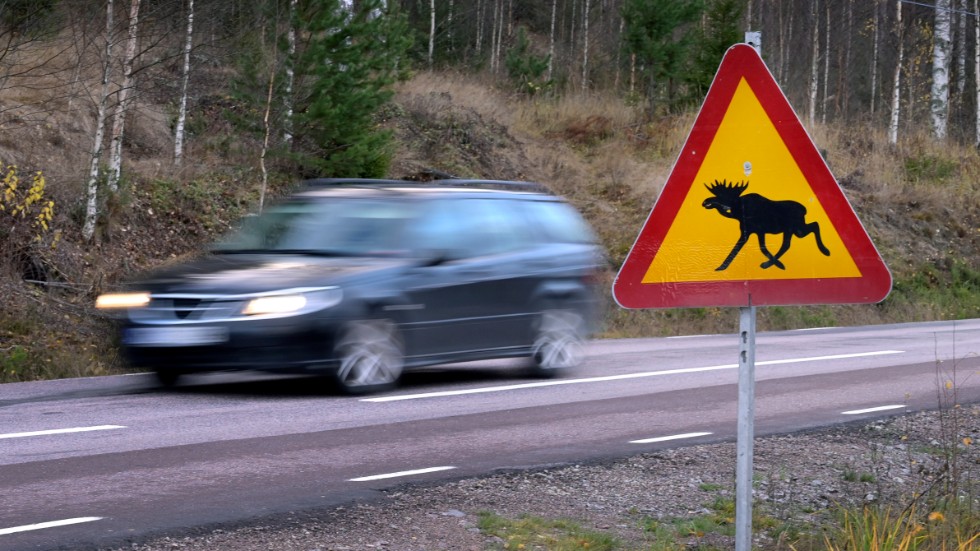 Mötet mellan älgen och bilisten fick svåra konsekvenser för båda inblandande. Arkivbild.