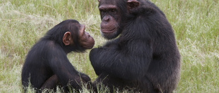 Schimpanser på Guinea lär ut nötknäckning