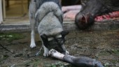 Sköt hund av misstag – trodde det var en räv