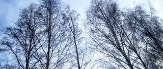 Träd över hus i Svartdal • Oklart hur skadat huset är