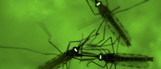 Resistent variant av malaria sprider sig