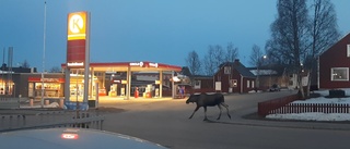 Den lilla älgvandringen i centrala Jokkmokk